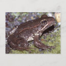Suche nach frösche postkarten Kröte