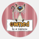 Suche nach siamesisch aufkleber Miezekatze