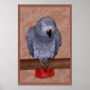 Suche nach der kongo poster Wild