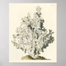 Suche nach korallenriff poster Meer