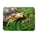 Suche nach lustige schildkröten magnete Reptilien