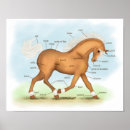 Suche nach palomino poster Reitsport