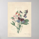 Suche nach süße erbse poster Botanisch