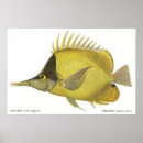 Suche nach gelbe fische poster Aquatisch