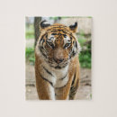 Suche nach bengalischer tiger puzzle Wild