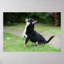 Suche nach schwarze chihuahua poster Kurz haarig