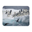 Suche nach adelie pinguin magnete Antarktis