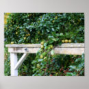 Suche nach birne poster Birnbaum