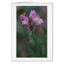 Suche nach snapdragon postkarten Natur