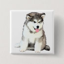 Suche nach alaskischer accessoires Malamute