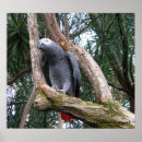Suche nach afrikanischer vogel poster Natur