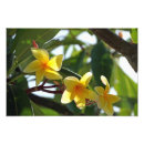 Suche nach tropische flora poster Pflanze