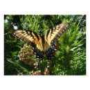Suche nach schöner tiger poster Schmetterling