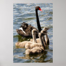 Suche nach schwarzer schwan poster Vögel