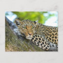 Suche nach leoparden postkarten Wildtier