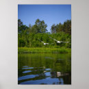 Suche nach flying bird poster Natur