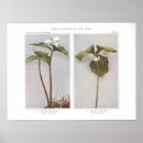 Suche nach gemalte blumen poster Druck