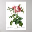 Suche nach rosa centifolia poster Blume