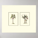 Suche nach gerahmtes poster Botanisch