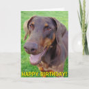 Suche nach roter dobermann karten Hund