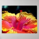 Suche nach gelber hibiskus poster Fotografie