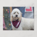 Suche nach kaninchen postkarten Hund