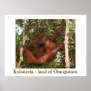 Suche nach orang utan mutter poster Mutter und kind