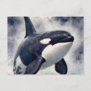 Suche nach schwertwal postkarten Orca