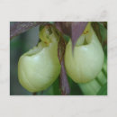 Suche nach orchids postkarten Botanisch