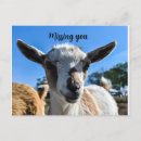 Suche nach niedliche ziege postkarten Tiere