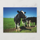 Suche nach holsteiner rind poster Horizontal