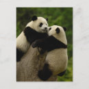 Suche nach shaanxi poster Großer panda