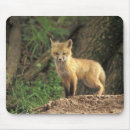 Suche nach bau mousepads Rotfuchs