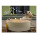 Suche nach hunde baby poster Lustig