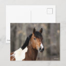 Suche nach paint horse postkarten Tier