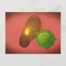 Suche nach immunologie postkarten Horizontale