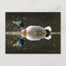 Suche nach enten postkarten Natur