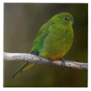 Suche nach australien fliesen Papagei