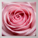 Suche nach rosa spirale poster Rose