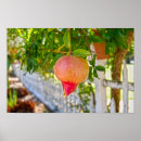 Suche nach granatapfel poster Obst