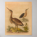 Suche nach vogeldruck poster Vögel