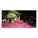 Suche nach mutter und sohn poster Hunde