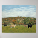 Suche nach rinder poster Kuh