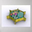 Suche nach eukaryote poster Illustration