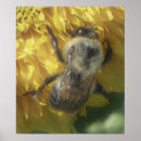 Suche nach bienen liebe poster Blume