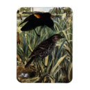 Suche nach rote vögel magnete Rotwild