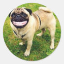 Suche nach lächelt aufkleber Hund