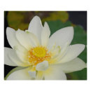 Suche nach orientalische lilien poster Wasser