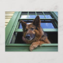 Suche nach begleiten sie postkarten Kaninchen