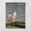 Suche nach gentoo pinguin poster Tiere
